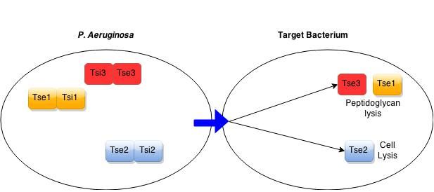 File:Antibacterial Mechanisms of T6SS.jpg