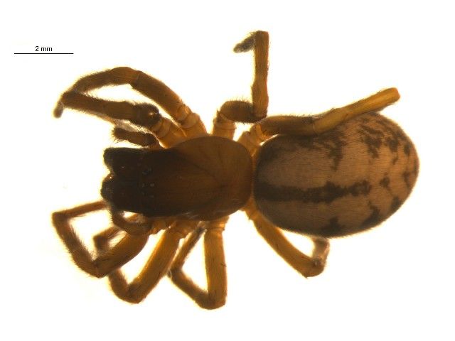 File:Callobius nomeus f.jpg