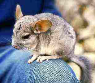 File:Chinchilla lanigera.jpg