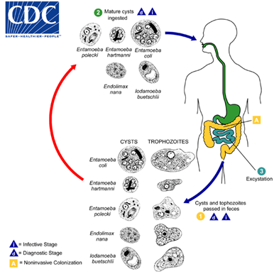 File:Common Non-pathogen Parasites Lifecycle.png