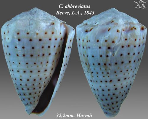 File:Conus abbreviatus 2.jpg