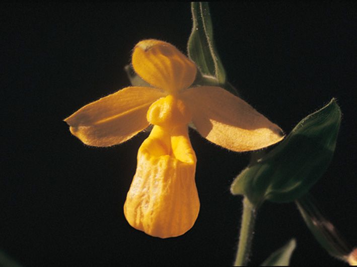 File:Cypripedium dickinsonianum.jpg