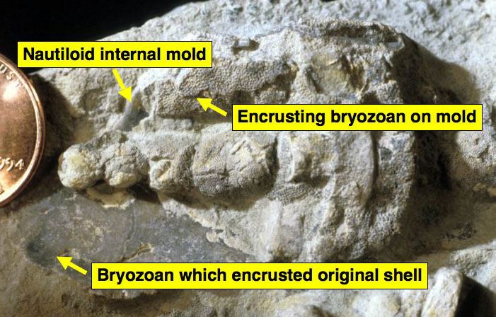 File:Encrusted Ordovician nautiloid InternalExternal.jpg