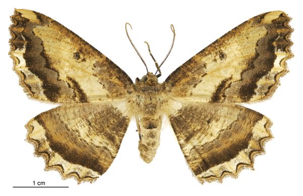 File:Gellonia dejectaria female.jpg