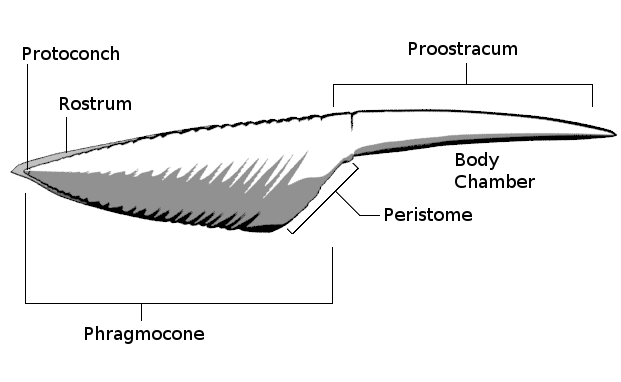 File:General morphology of Belemnotheutis internal skeleton.png