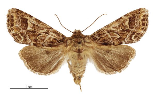 File:Graphania brunneosa female.jpg