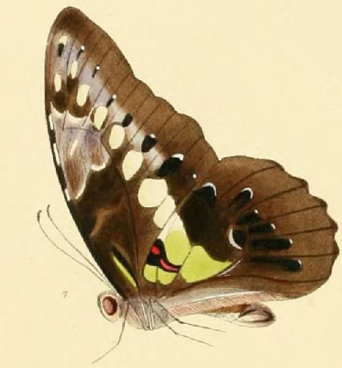 File:Graphium wallacei1.JPG