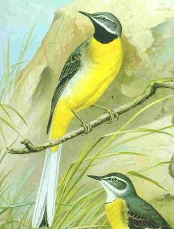 File:Greywagtail08.jpg