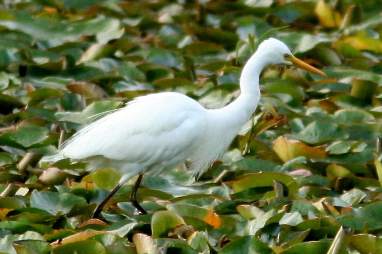 File:Intermediate Egret.jpg