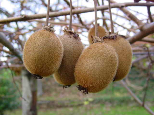 File:Kiwis 006eue.jpg