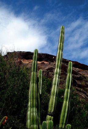 File:Koko Crater Botanical Garden.jpg