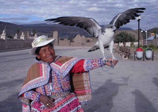 File:Lady with Tame Falcon in Yanque, Peru.jpg