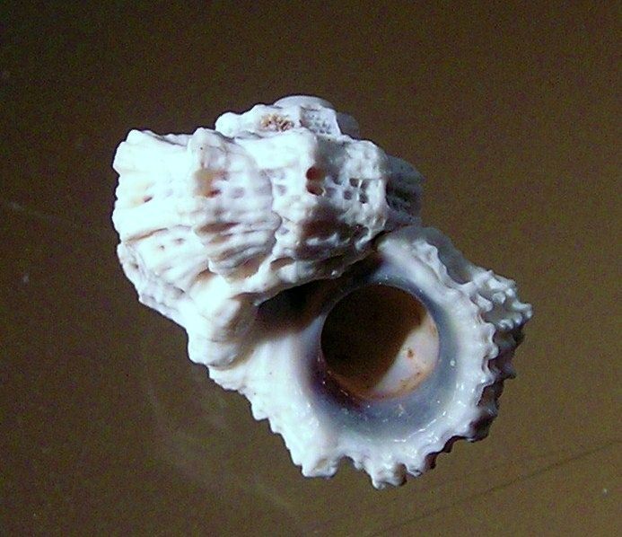 File:Liotina peronii 003.jpg