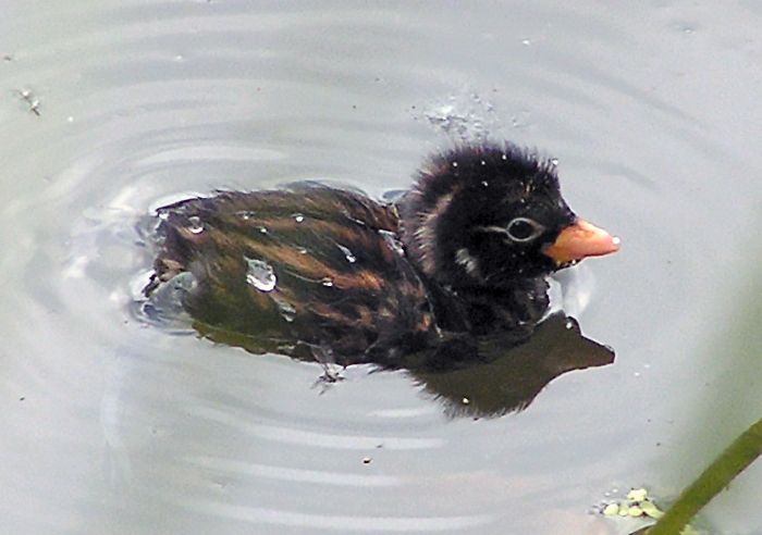 File:Little Grebe chick 700.jpg