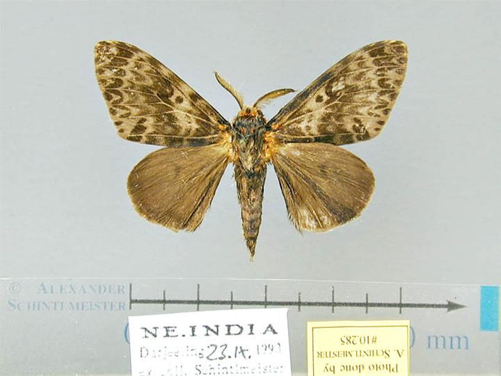 File:Lymantria mathura male.jpg