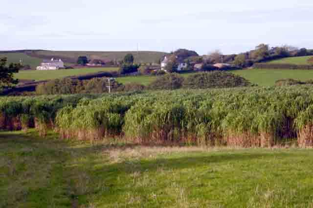 File:Miscanthus Trial - geograph.org.uk - 338745.jpg