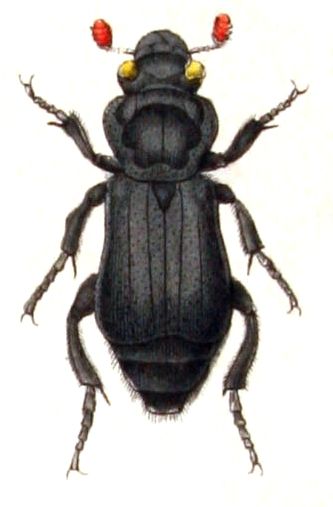 File:Nicrophorus.humator.-.calwer.09.09.jpg