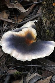 File:Omphalotus nidiformis OMP 9722.jpg