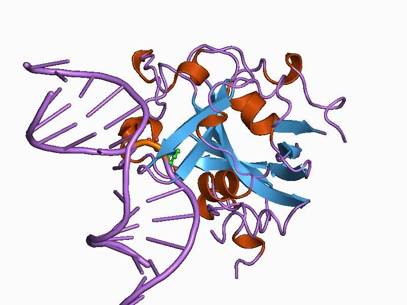 File:PDB 1bnk EBI.jpg