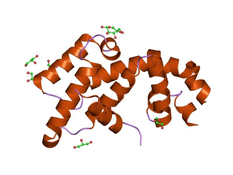 File:PDB 1emu EBI.jpg