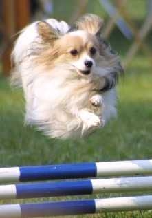 File:Papillon-dog-agility.jpg