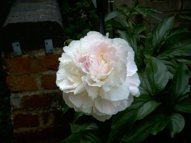 File:Peony1.jpg