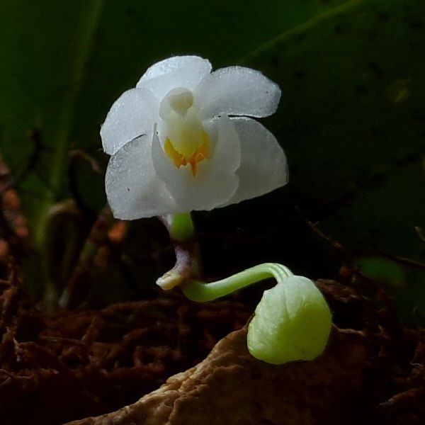 File:Phalaenopsis mysorensis 003 (cropped).jpg