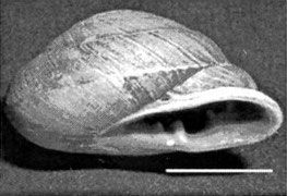 File:Pleurodonte sloaneana shell.jpg