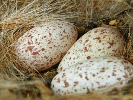 File:Red-billed Oxpecker Eggs JM.jpg