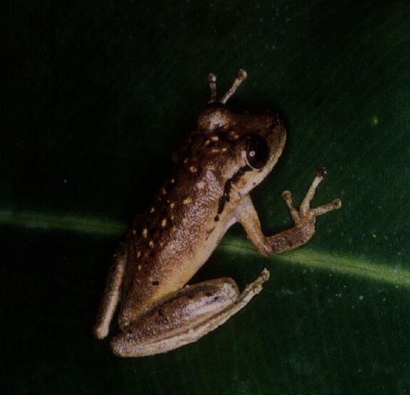 File:Scinax boesemani.jpg