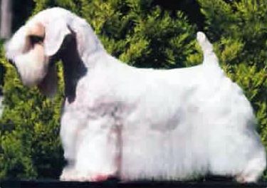 File:SealyhamTerrier2.jpg