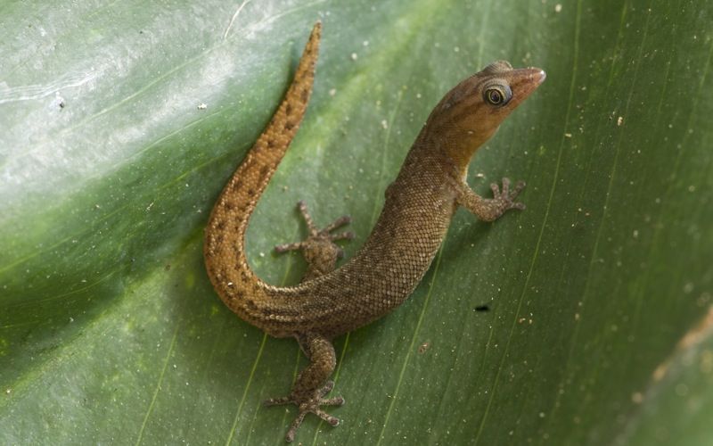 File:Sphaerodactylus sabanus by D. Sikes 01.jpg