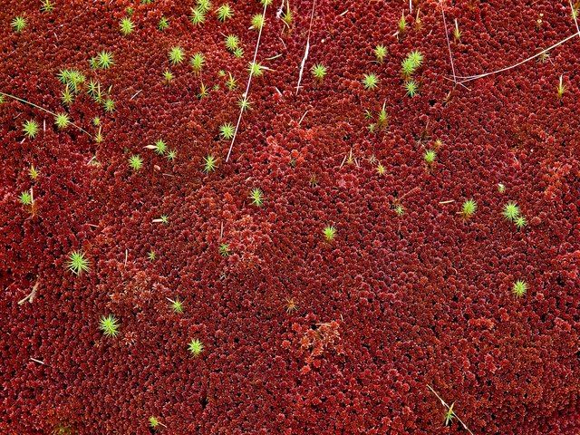 File:Sphagnum moss - geograph.org.uk - 1055484.jpg