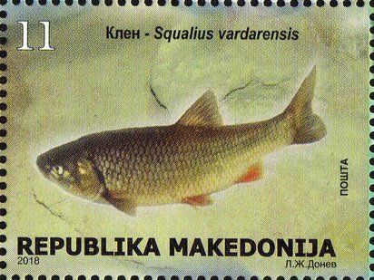 File:Vardar chub (Squalius vardarensis).jpg