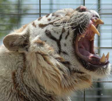 File:White Tiger Deformed.jpg