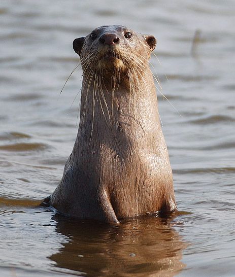 File:2006-kabini-otter.jpg