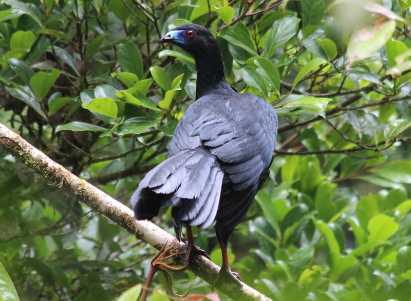 File:A black guan.jpg