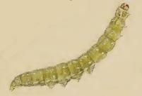 File:Bucculatrix bechsteinella externally feeding larva.JPG