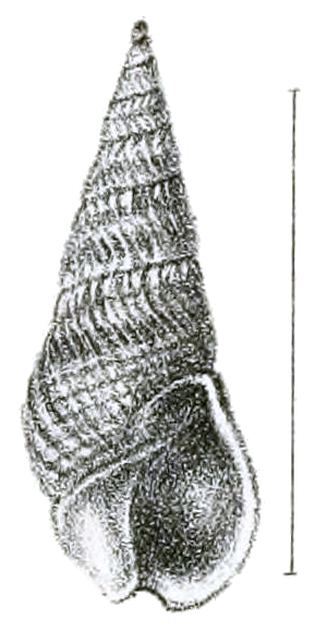 File:Bullia mozambicensis shell.png