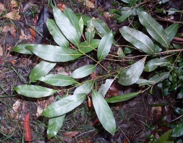 File:Cryptocarya microneura - leaves.JPG