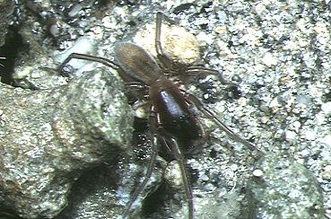 File:Desis.japonica.male.-.tanikawa.jpg