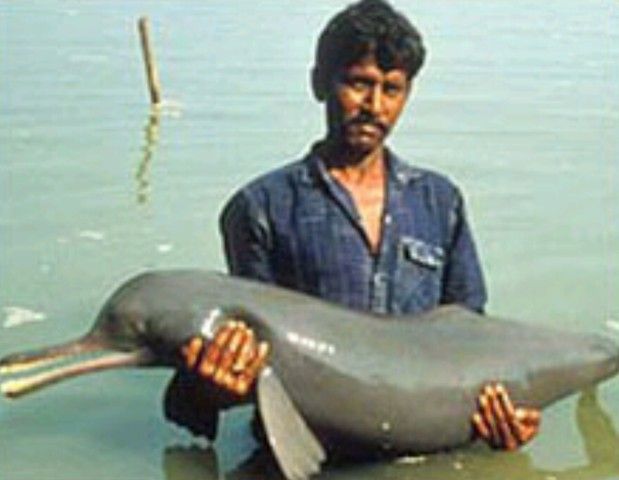 File:Ganges-river-dolphins.jpg