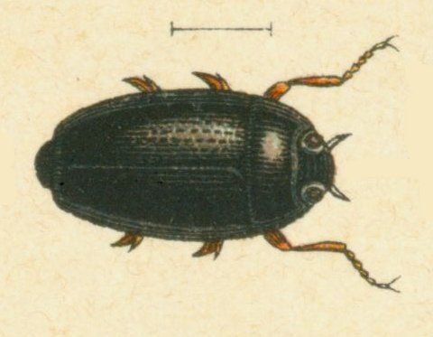 File:Gyrinus minutus.jpg