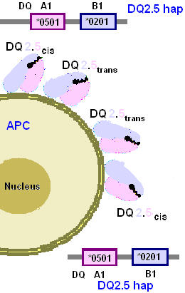 File:HLA-DQ2.5-2.5 protein.png