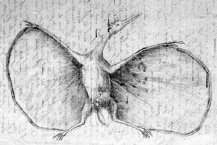 File:Hermann pterodactylus restoration1.png