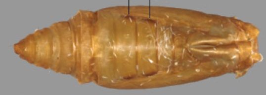 File:Leucinodes laisalis pupa.jpg