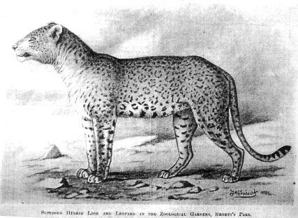 File:Lijagulep-1908.jpg