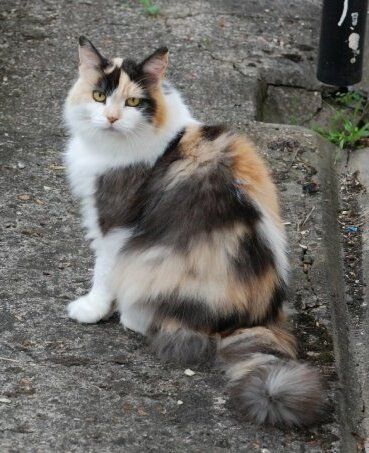 File:Longhaired Calico Cat (2008 photo; cropped 2022).jpg