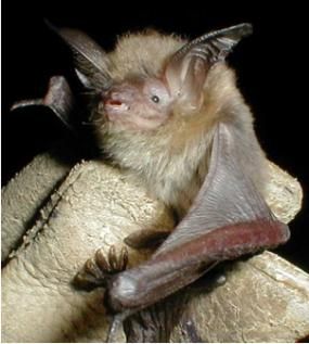 File:Myotis auriculus.jpg