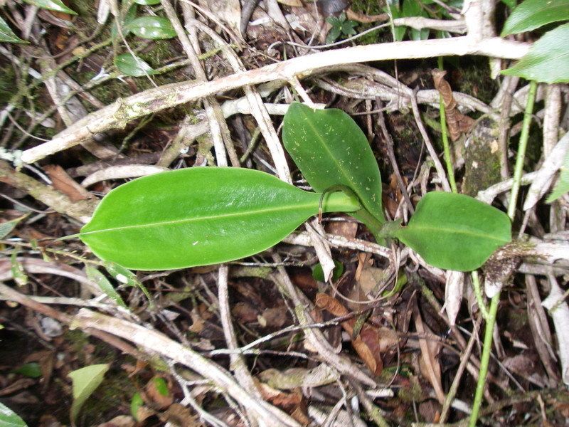 File:Nepenthes rigidifolia4.jpg